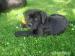 cane corso-štěńata prodej - Prodej