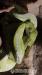 Morelia viridis - pytón zelený  - Predaj
