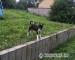 Sibiřský Husky - Prodej