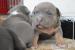 American Bully s PP ABKC - Predaj