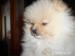 Německý špic trpasličí pomeranian - Prodej