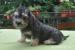 Dandie Dinmont teriér  - Prodej