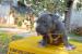 American Bully ABKC - Predaj