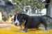 American Bully ABKC - Predaj
