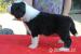 Bearded collie - Prodej