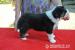 Bearded collie - Prodej