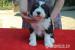 Bearded collie - Prodej