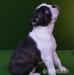 szczenięta Boston Terrier po InterChampionie  - Sprzedaż