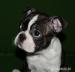 szczenięta Boston Terrier po InterChampionie  - Sprzedaż