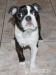 Boston Terrier po InterChampionie   - Sprzedaż