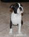 Boston Terrier po InterChampionie   - Sprzedaż