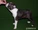 Boston Terrier po InterChampionie   - Sprzedaż
