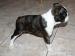 Boston Terrier po InterChampionie   - Sprzedaż