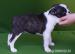 Boston Terrier po InterChampionie   - Sprzedaż