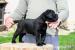 Cane Corso  - Predaj