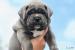 Cane Corso  - Predaj
