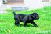 Cane Corso  - Predaj