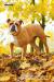 Old English Bulldog štěně s PP - Prodej