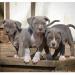 AMERICAN BULLY  - Predaj
