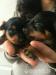 Yorkshire Terrier - Podarunek