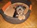 Yorkshire terrier - Predaj