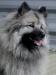 Německý špic vlčí / Keeshond - Prodej