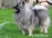 Německý špic vlčí / Keeshond - Prodej