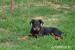 Beauceron štěňata Slzy Katharů - Prodej