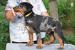 Beauceron štěňata Slzy Katharů - Prodej