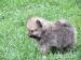 Německý špic trpasličí / Pomeranian - Prodej
