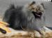 Německý špic trpasličí / Pomeranian - Prodej