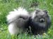 Německý špic trpasličí / Pomeranian - Prodej