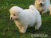 Samojed - Prodej