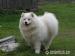 Samojed - Prodej