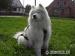 Samojed - Prodej