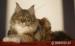 Maine Coon luxusní kočička s PPexkluzivní mazlíček - Prodej