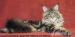 Maine Coon luxusní kočička s PPexkluzivní mazlíček - Prodej