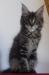 Maine Coon luxusní kočička s PPexkluzivní mazlíček - Prodej