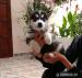 Sibirsky Husky - Predaj