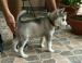 Sibirsky Husky - Predaj
