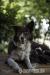 Steniatka Border Collie - Predaj