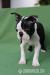 Boston terrier - Predaj