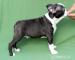 Boston terrier - Predaj