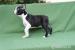 Boston terrier - Predaj