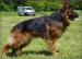 Owczarek Niemiecki Długowłosy FCI  - Sprzedaż