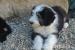 Bearded Collie - Prodej