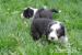 Bearded Collie - Prodej