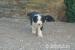 Bearded Collie - Prodej