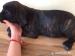 Predám CANE CORSO šteniatka - Predaj