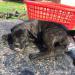 Predám CANE CORSO šteniatka - Predaj